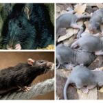 Zucht von Ratten
