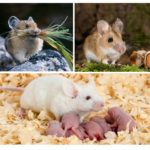 Voeding en reproductie van muizen
