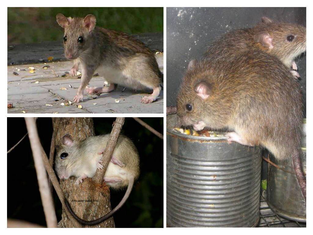 Espécies de roedores