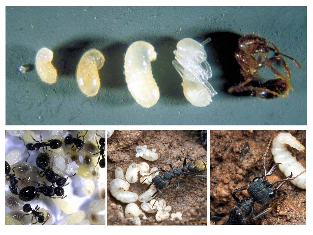 Estágios do desenvolvimento de formigas