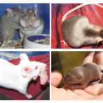 Kelahiran tikus