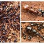 Famille de fourmis