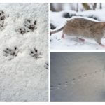 Dấu vết của chuột trong tuyết