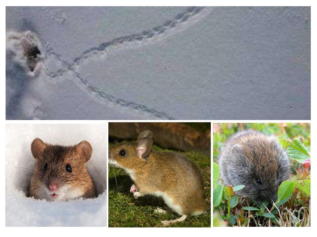 Dấu vết của chuột trong tuyết