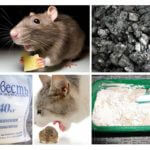 Remédios para roedores