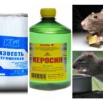 Fonder från råttor och möss