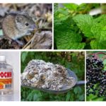 Remèdes populaires pour les souris