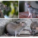 الفئران البرية