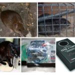 Utrotning av råttor