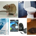 चूहों का उन्मूलन