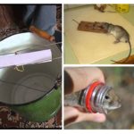 Utrotning av råttor hemma
