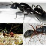 Espèces de grandes fourmis