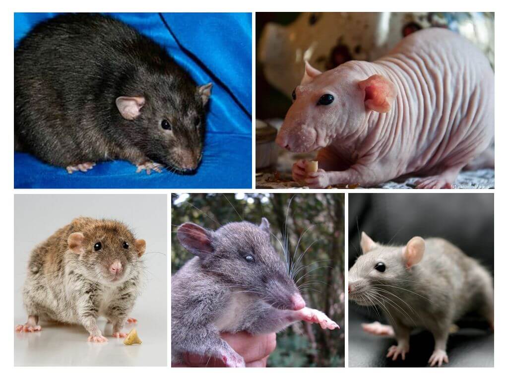 Specie di ratto