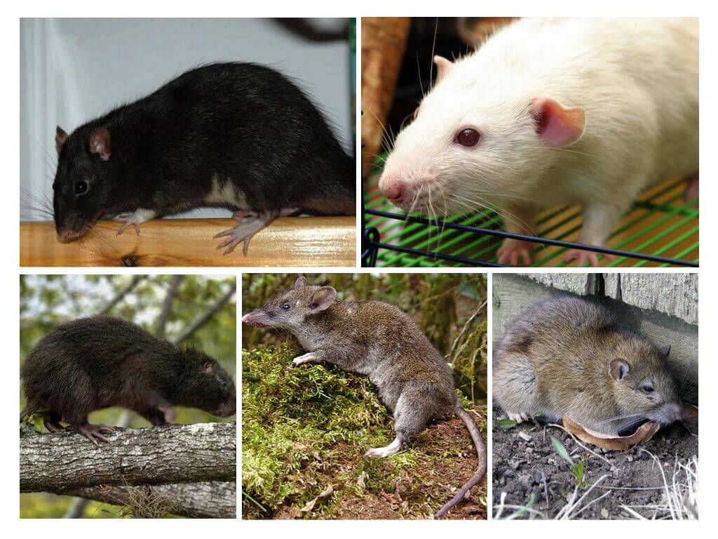 فئران الأنواع