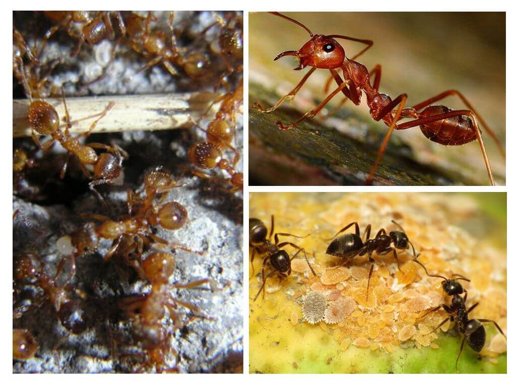 Espècies de formigues