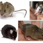 Tipos de ratos
