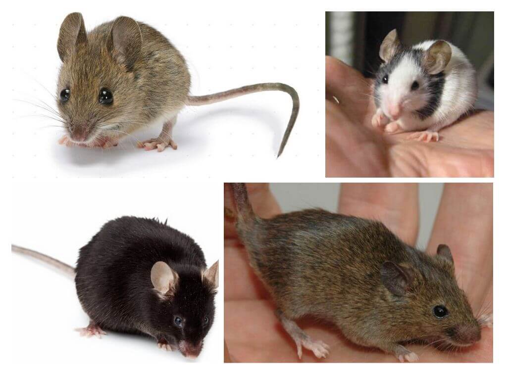 Tipos de ratos