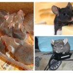 Kaitējums no pelēm