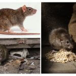 Schaden von Ratten
