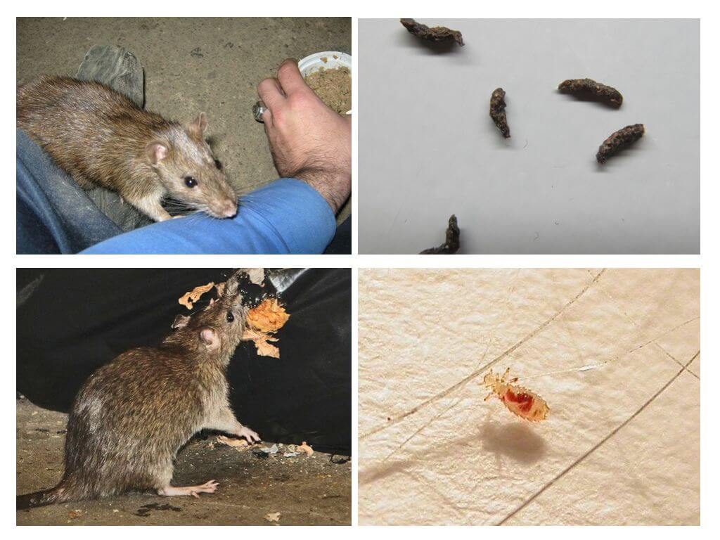 Chuột lây nhiễm sang người như thế nào