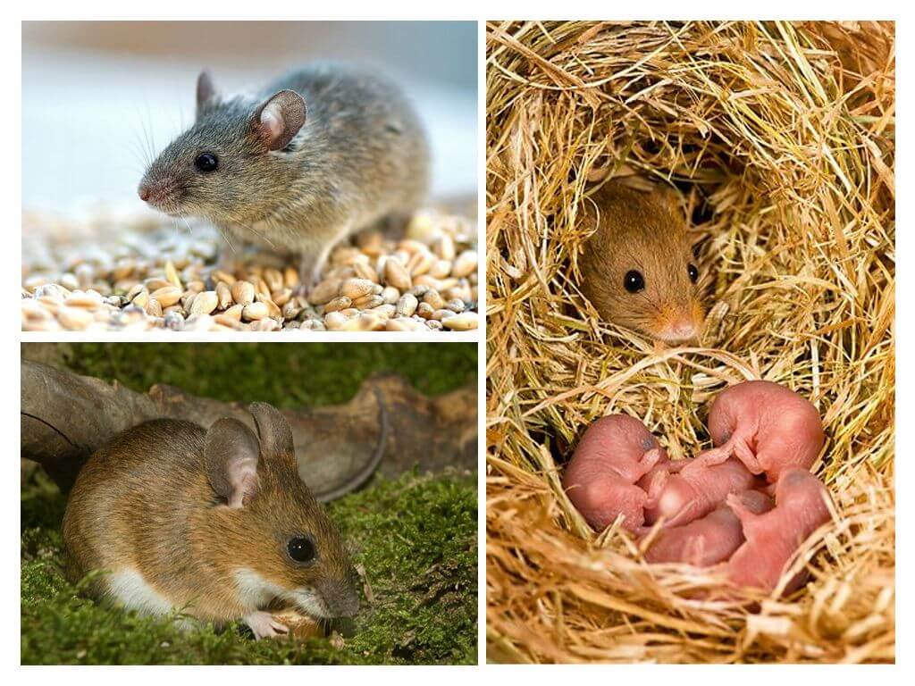 نمط حياة الفأر