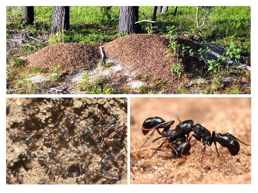 حياة النمل