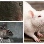 Visione dei ratti
