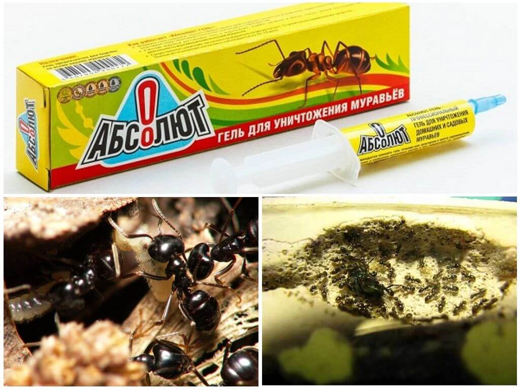 Absolut från myror