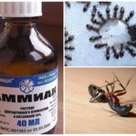 Ammoniak från myror