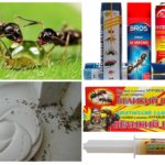 Medel att bekämpa myror