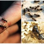 Hàbitat de les formigues