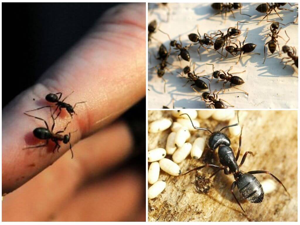Môi trường sống Ant