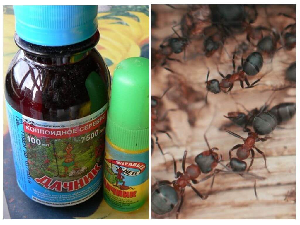 Signifie le résident d'été des fourmis