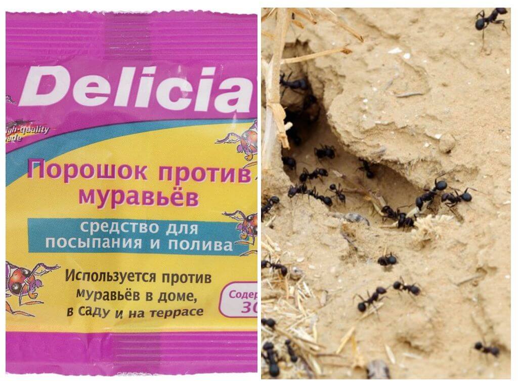 Ants Delicia Powder