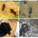 وصفات شعبية من النمل