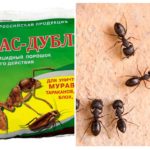 Betekent Fas-Double van mieren