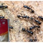 Åska 2 från myror