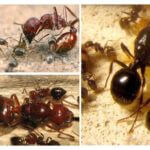 Jerarquia de formigues
