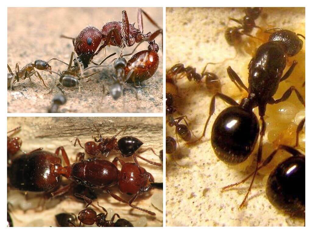Jerarquia de formigues