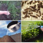 Die Verwendung von Essig gegen Ameisen