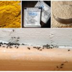 Folkmekanismer för myror