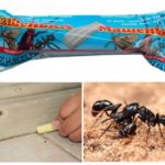 Penna Masha för att bekämpa myrorna