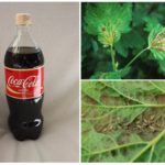 Coca-Cola nella lotta contro gli afidi
