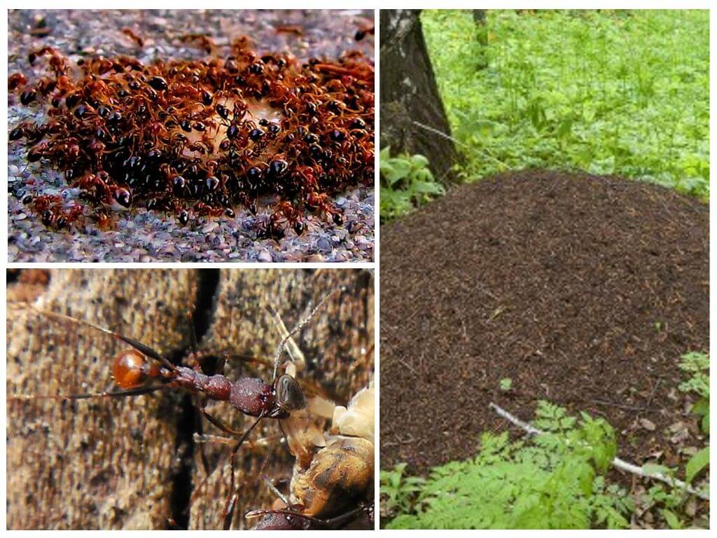 Formigues i formigues