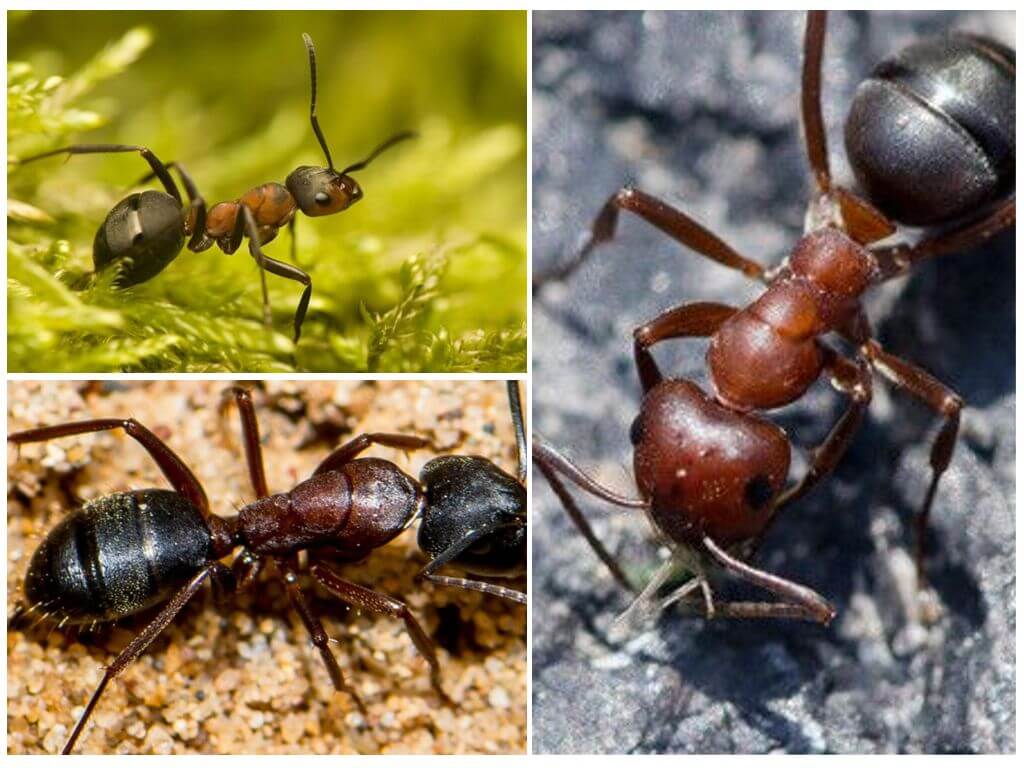 Formigues vermelles del bosc
