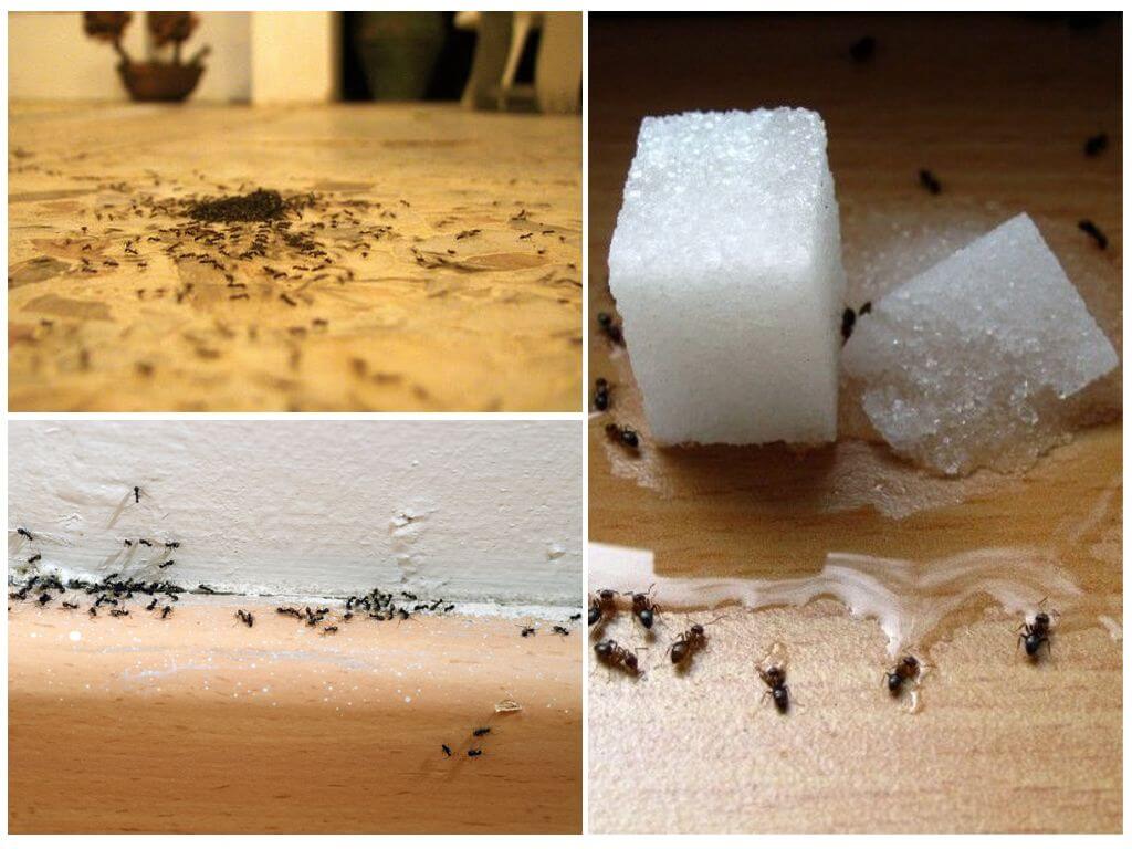 Myror i lägenheten