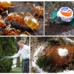 Κίτρινα μυρμήγκια στη χώρα και τον κήπο