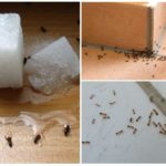 Formiche in casa