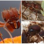 Ant blad snijder