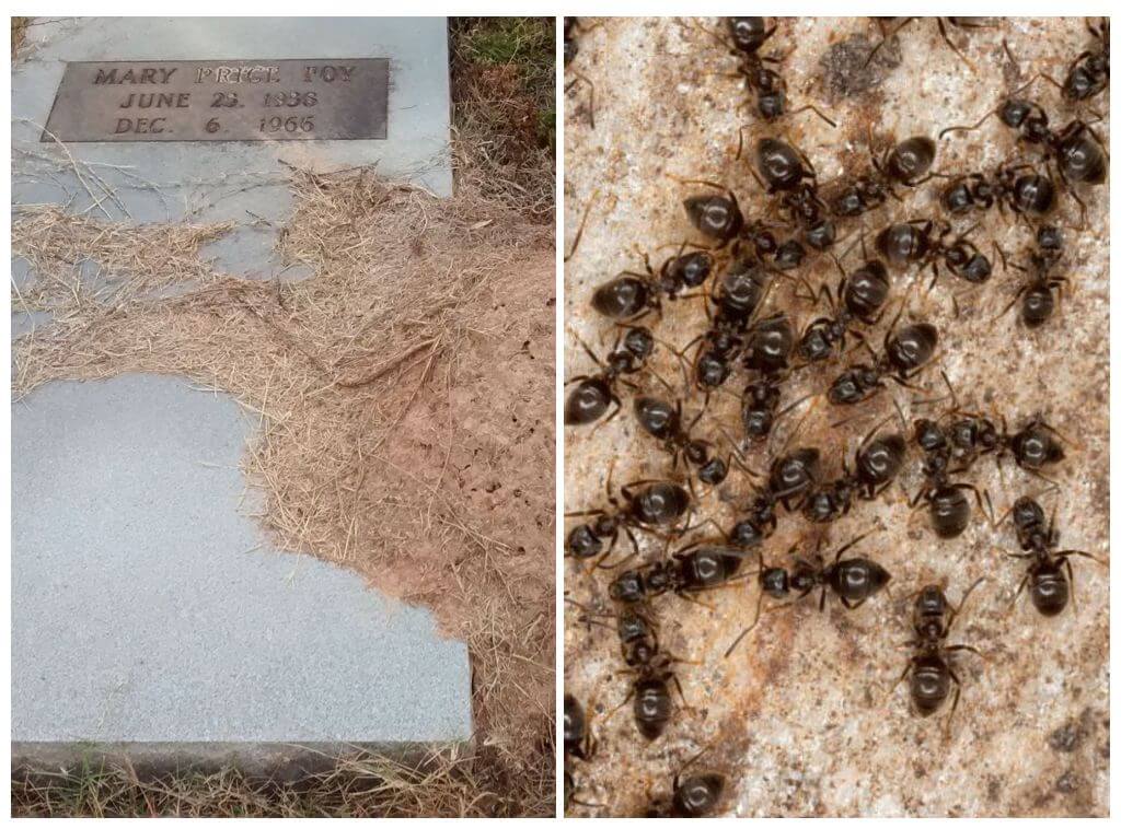 Myror på en kyrkogård